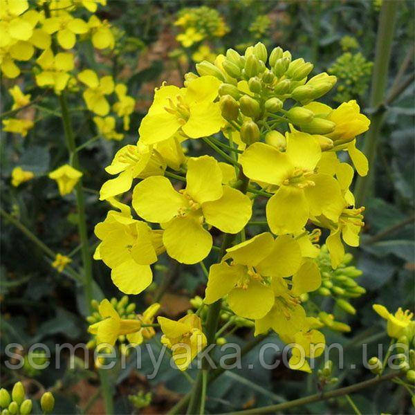 Ол сипалап, ренжітіп жатыр