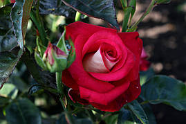 Саджанці троянд Френдшіп (Friendship)