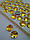 Стрази пришивні Ріволі (круг) d 12 мм Topaz (золото), скло, фото 3