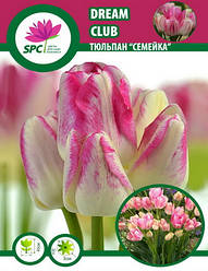 Тюльпан Dream Club