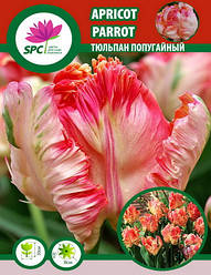 Тюльпан Apricot Parrot
