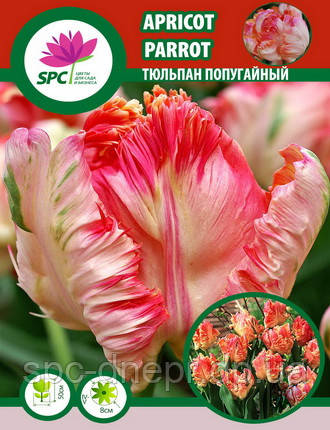 Тюльпан Apricot King, фото 2