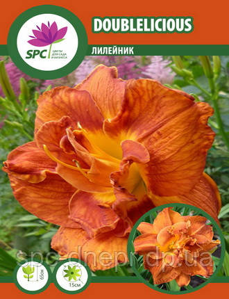 Лілейник Doublelicious, фото 1