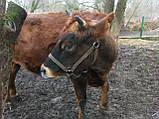 Невуздок L (400-550 кг), фото 9