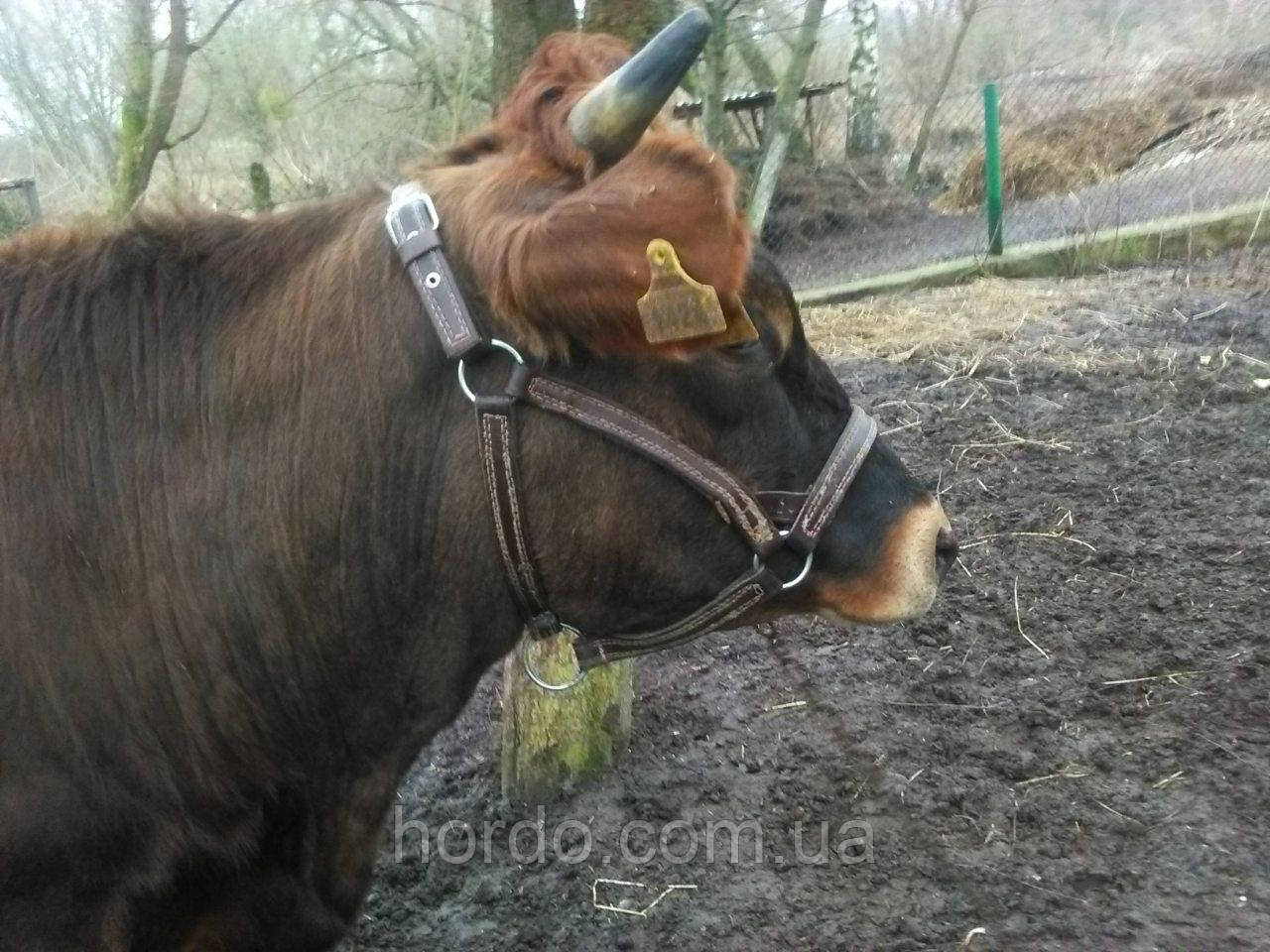 Недоуздок джерсейской корове быку кантар. - фото 1 - id-p1002242459