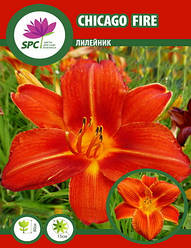 Лілейник Chicago Fire
