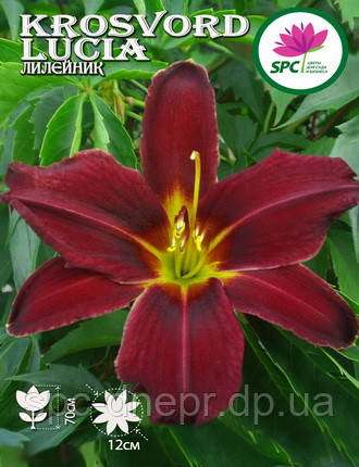 Лілейник Krosvord Lucia