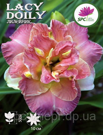 Лілейник Doily Lace, фото 2