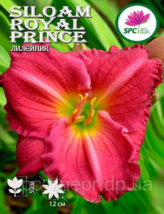 Лілейник Siloam Royal Prince