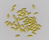 Кибрия насіння огірка Rijk Zwaan Голландія 250 шт., фото 3