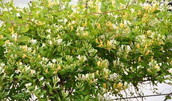 Жимолость японська Aurereticulata