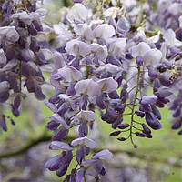 Гліцинія Amethyst (Аметист)