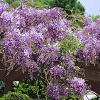 Гліцинія Prolific контейнер 2 л