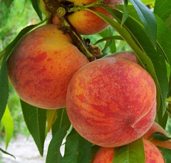 Середньопізні сорти персика