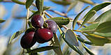 Оливки Taggiasca "FRANTOIO GHIGLIONE" в розсолі 1000г, фото 3
