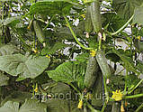 Ленара 10 шт насіння огірка Rijk Zwaan Голландія, фото 3