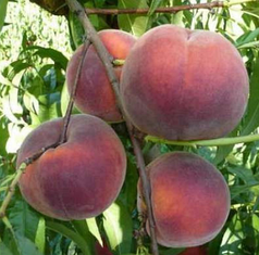Саджанці персика сорт Роял Грі