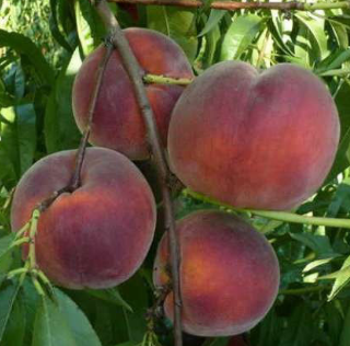 Саджанці персика сорт Річ Мей, підщепа мигдаль