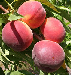 Саджанці персика сорт Саммер Річ, підщепа мигдаль