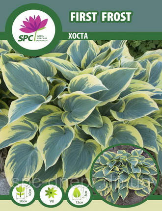 Хоста First Frost, фото 2