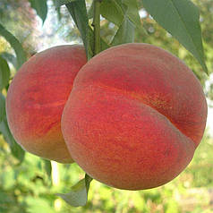 Саджанці персика сорт Очей Бізона, підщепа мигдаль