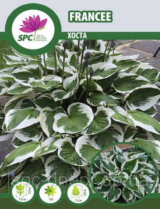 Хоста Francee