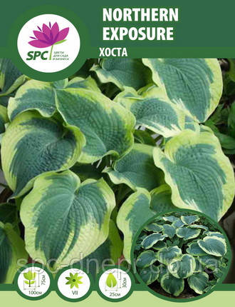 Хоста Northern Exposure