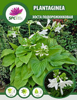 Хоста Plantaginea