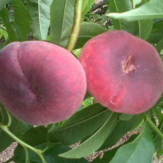 Саджанці персика сорт Уфо-2