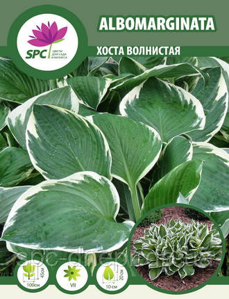 Хоста хвиляста Albomarginata, фото 2