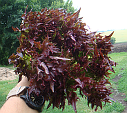 Хрусткий Салат сортотипу Саланова називається Винтекс. Смачніше і красивіше я не бачив. Об'ємні листя 3D, за рахунок бахроми, великі і соковиті.
