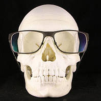 Анатомічні моделі і тренажери