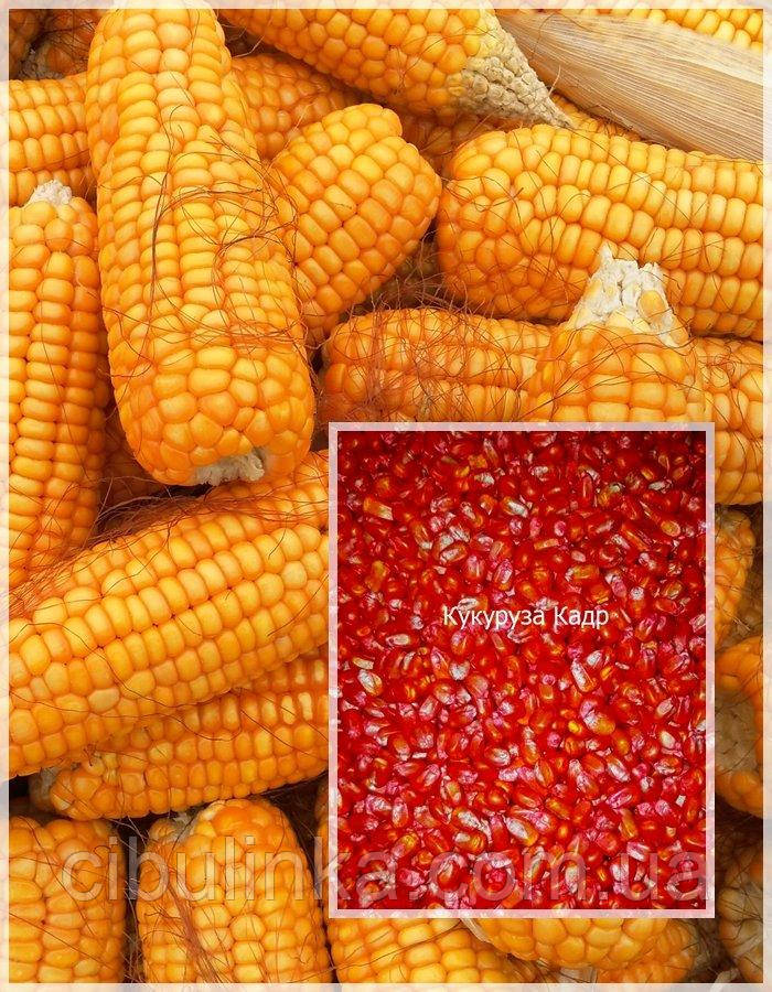 Насіння кормової кукурудзи Кавр 267 МВ, 1 кг, фото 1