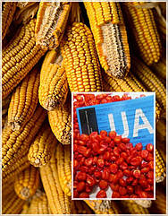 Насіння кормового кукурудзи Любава 279 МВ, 1 кг