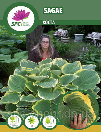Хоста Sagae, фото 2