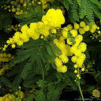 Мімоза (акація срібляста)