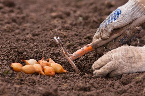 Посадка цибулі Шекспір на зиму Посадка цибулі сорту Шекспір