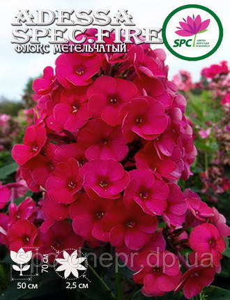 Флокс волотистий Spec.Fire, фото 2