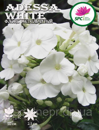 Флокс волотистий Adessa White, фото 2