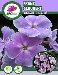 Флокс волотистий Franz Schubert
