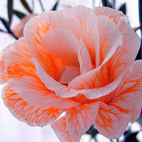 Еустома - насіння еустоми