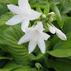 Хоста подорожникова біла саджанець в горщику 1 л