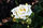 Саджанці троянд Шопен (Chopin), фото 2