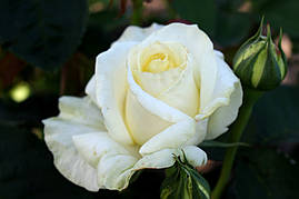 Саджанці троянд Шопен (Chopin)