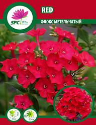 Флокс метильчастий Red