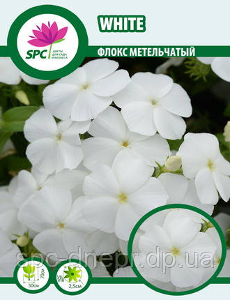 Флокс волотистий White, фото 2