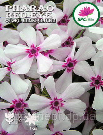 Флокс шилоподібний Pharao Red Eye, фото 2