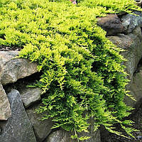 Ялівець горизонтальний Голден Карпет