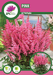 Астільба Pink