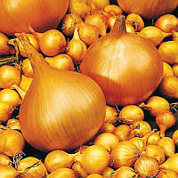 Цибуля ріпчаста-сівка Сеншуй 500 грамів середньо-поперення для осіннього та весняного посіву округлої форми жовтого кольору